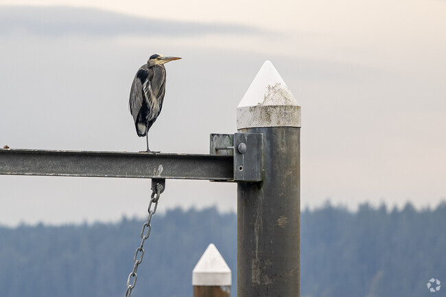 Wildlife is plentiful in the Longbranch area. Especially at Joemma Beach State Park.