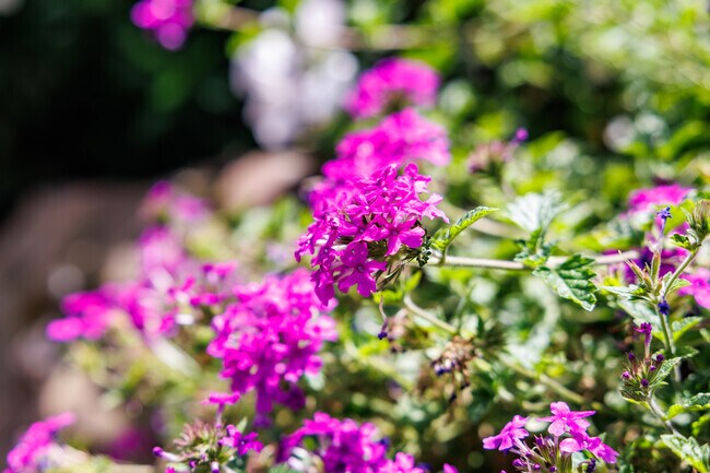 Flowers add to the beauty of the Amboy neighborhood.