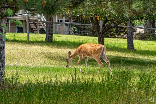 Rustic charm defines Miller Creek's quaint homes and winding streets.