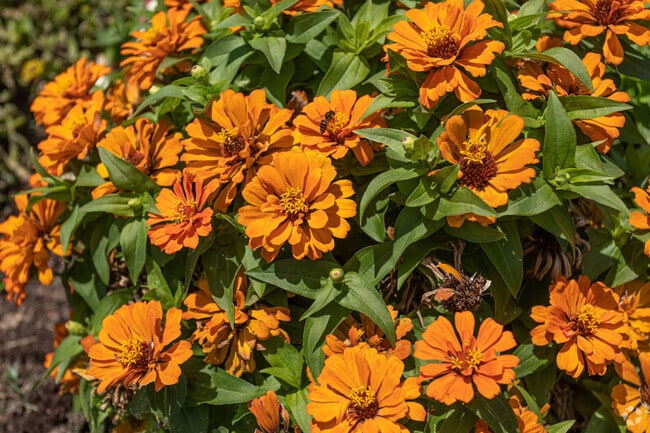 Colorful flowers welcome visitors to Pinnacle Hills Promenade, near Cave Springs.