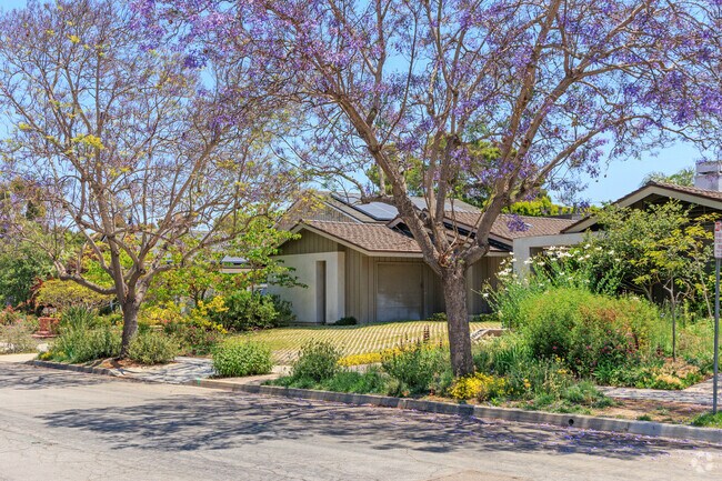 Jacaranda trees bring a vibrant splash of spring color to Park Estates.