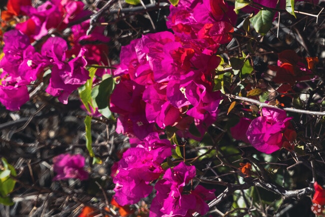 One of the beautiful colors dotting the Cypress Gardens neighborhood of Oxnard, California.
