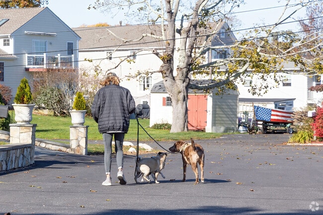 Three dogs and a windy day make walking in Northeast Bristol's Kickemuit neighborhood fun.