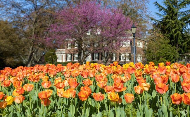Sherwood Gardens is a short trip from Keswick for stunning seasonal blooms.