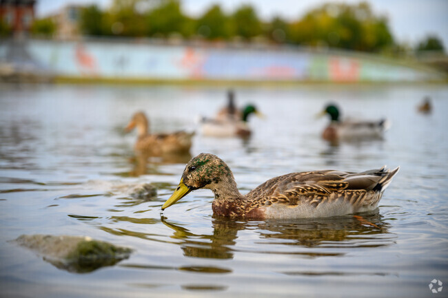 Feed the ducks on the Miami River near MacFarlane.