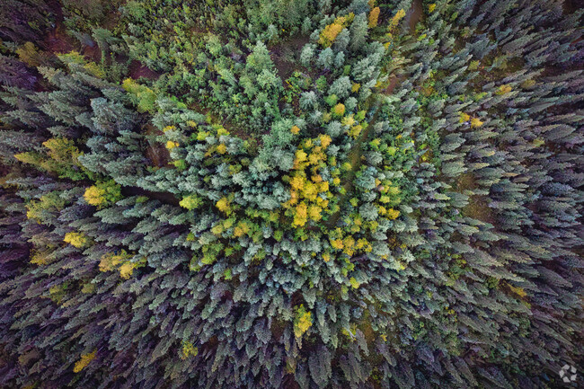 Find a quiet moment amongst the trees at Birch Hill Recreation Area in Fairbanks.