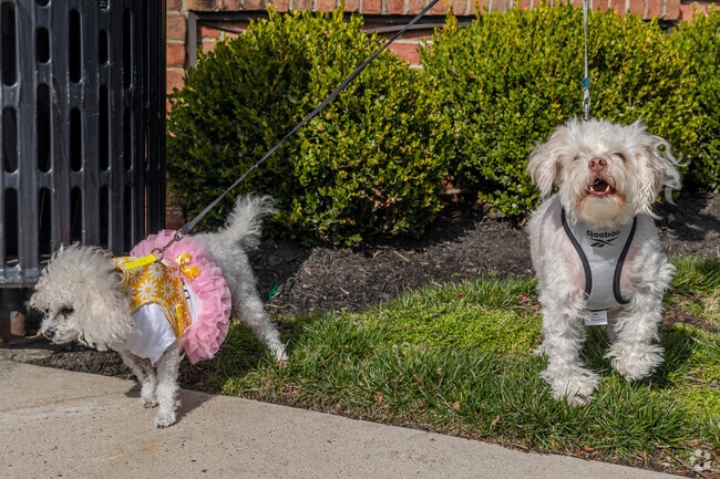 Celebrate pet lovers who live in Evesham Township.