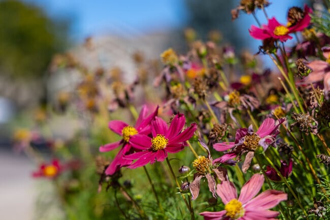 Flora and fauna line the streets of Piney Creek.