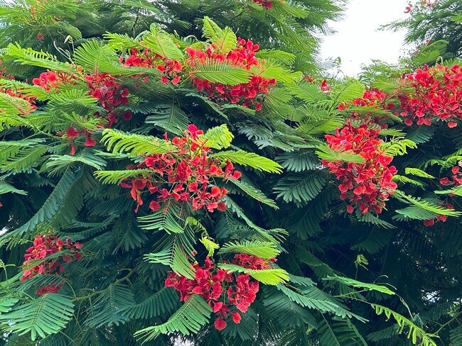 1831 Kay Dr, Largo, FL 33770 - photo 6