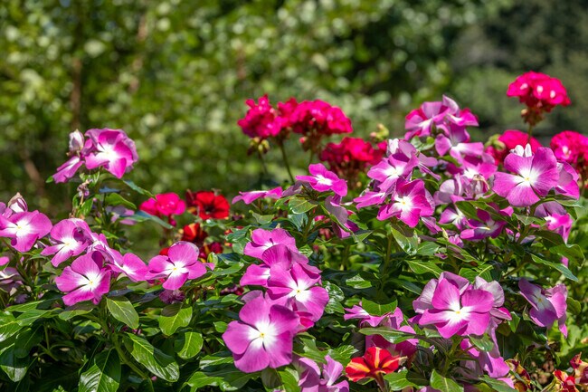 Many flowers in Pine Manor are in full bloom even after summer has ended.
