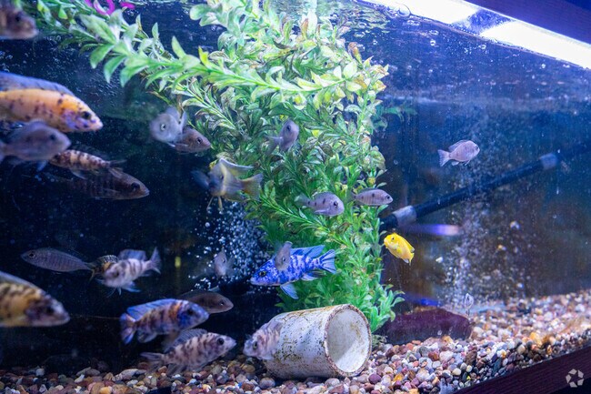 Midwest Tropical Fish in Jerseyville's City Center sells unique fish and reptiles.