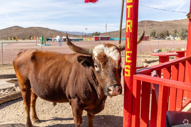 A friendly steer adds a touch of rural character outside Hot Diggety Dog.
