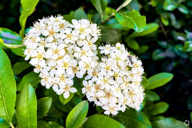 Flora blooms at Valley Of Enchantment Elementary School in Crestline.