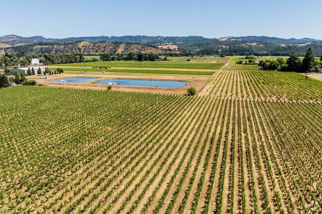 Saint Helena is defined by it's continuous fields of vineyards.