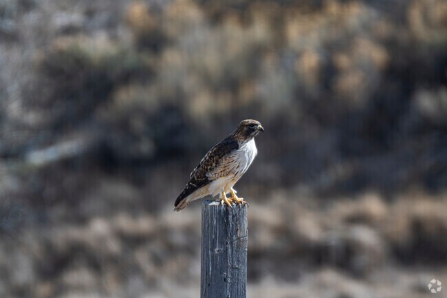 Gypsum, Colorado, is a haven for wildlife, with eagles, hawks, and falcons soaring over its rugged landscapes. Deer, elk, and other native animals roam the valleys, making this town a paradise for nature lovers, birdwatchers, and anyone who appreciates Colorado’s wild beauty.