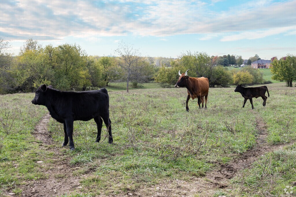 Open pasture with cattle reflects West Springfield’s farm culture just miles from the Livestock Center.