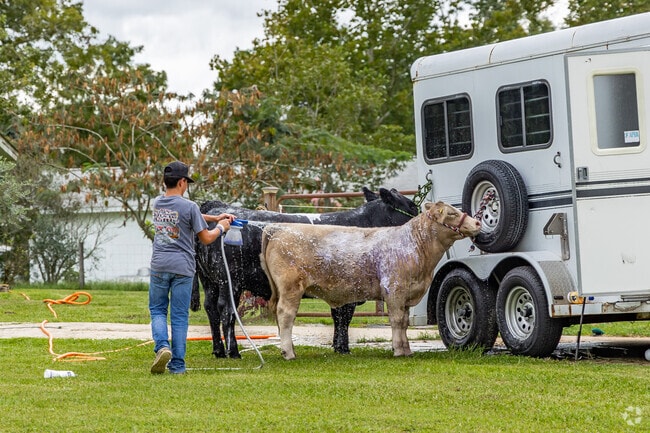 Raising prize show cattle can be a great education for kids living in Lecanto.