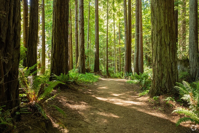 Arcata Heights-Northtown is surrounded by redwood forests.