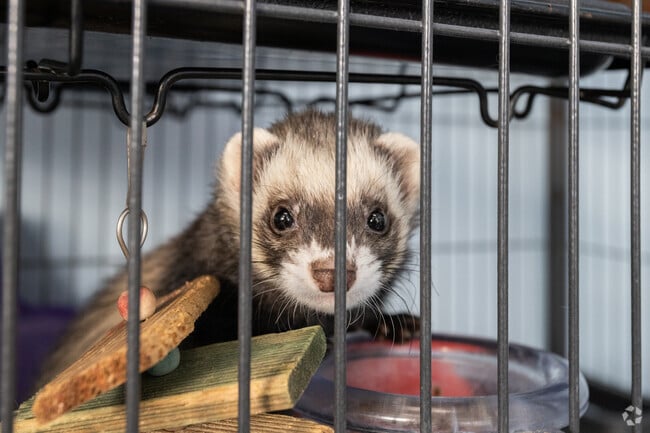 V.I.Pets in Northview has a large selection of ferrets, guinea pigs and rats.