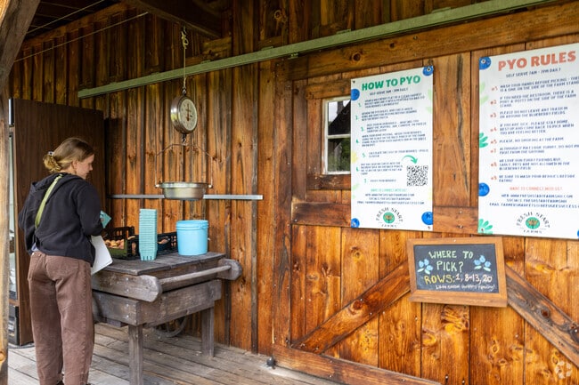 Swing by Pustizzi Fruit Farm in Boscawen to pick your own blueberries.