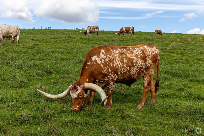 The Texas Longhorns at Penn's Wildlife park love to meet visitors and get their heads scratched.
