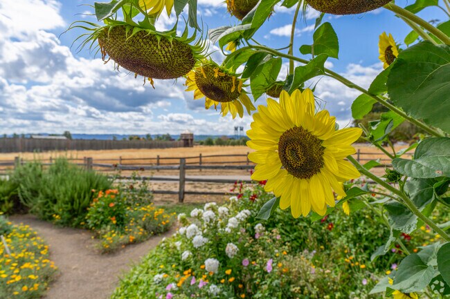 Bright sunflowers bloom at Fort Vancouver Gardens in Hudson's Bay.