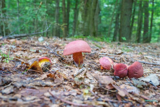 You'll see some colorful fungi when walking along the Contoocook River Trail in Penacook.