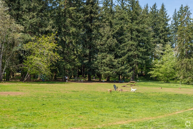 Dogs enjoy the off leash area of Lynchwood Park.