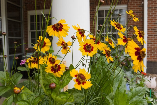 Flowers at Sedge Garden Park in Oak Garden