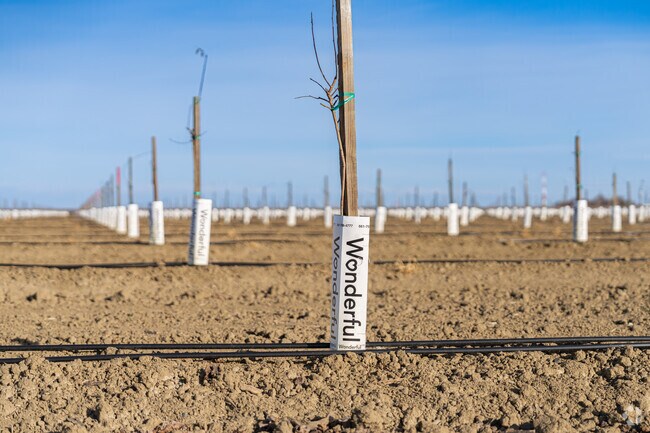 A newly planted pistachio orchard in Avenal is just a few years away from its first harvest.