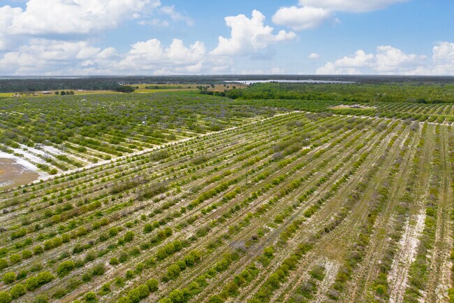 Citrus fields can be seen around every curve in Oakridge Estates.