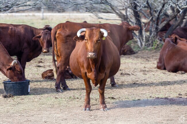 King Ranch, spanning 825,000 acres, is central to Kingsville’s history.