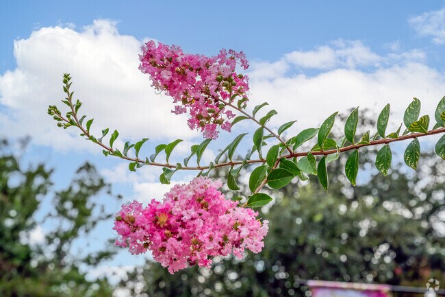 In Riviera you can find flowers blooming  on your walk around Fry Park.