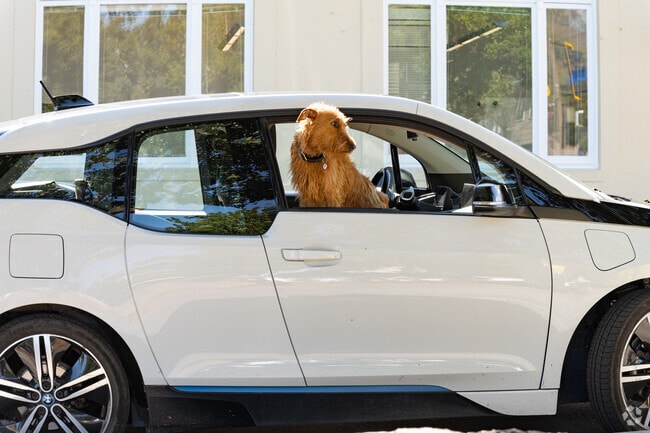 Riviera Circle residents include poised pups for people watching.