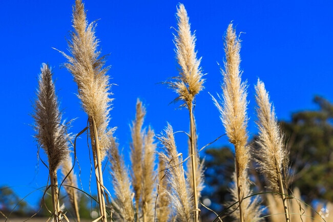 The local flora of Northwest Columbia glistens on a sunny day.