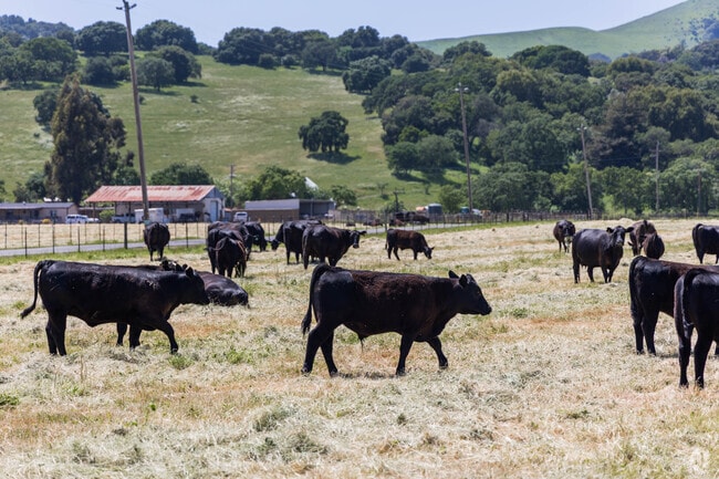 Green Valley is full of ranchers and livestock.