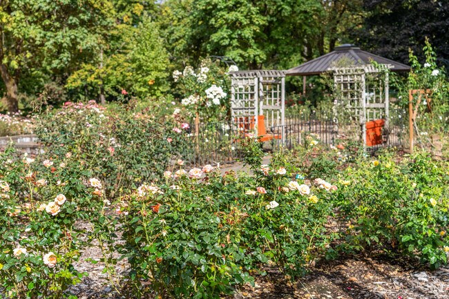The Rose Garden in Avery Park has a wide variety of roses in Corvallis, Oregon.