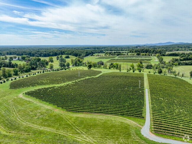 Large vineyards take up a significant chunk of Cismont.