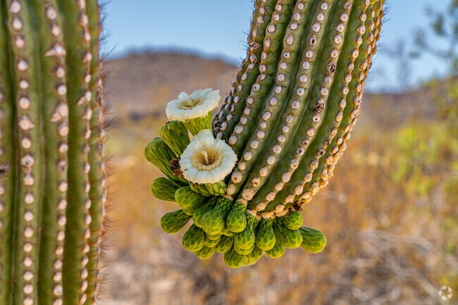 Cacti are a common sight throughout the surrounding Sonoran landscape near Ajo.