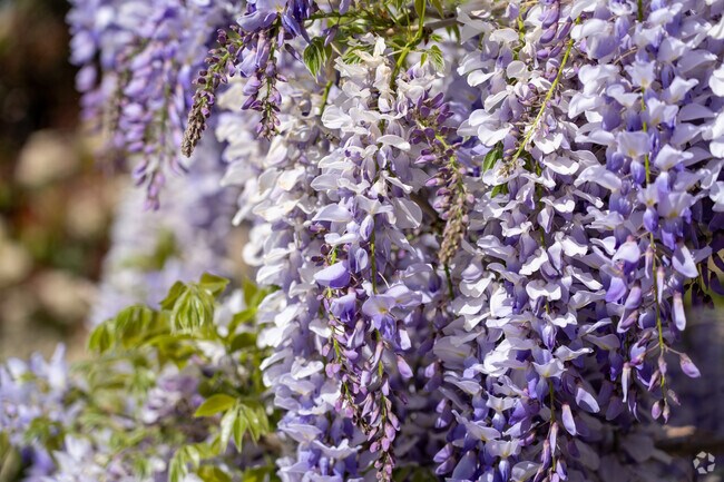 Shawnee bursts into color each spring with vibrant purple wisteria cascading from local gardens.