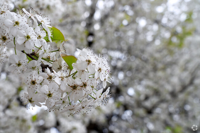 March is the peak month for spring trees to bloom throughout South Charleston, WV.