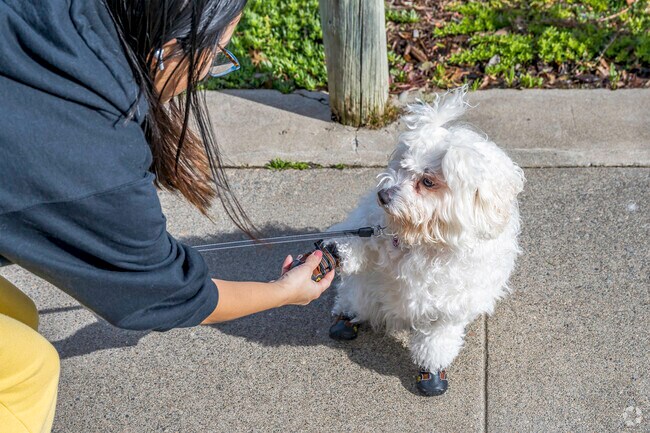 This little dog is loving its owner for taking it on a walk in Foothill Farms.