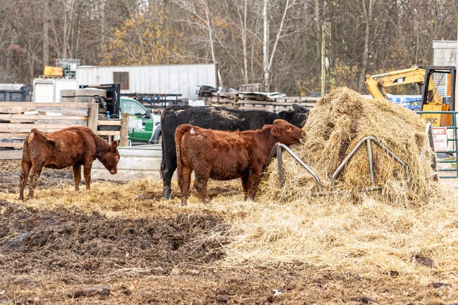 Cattle is a common sight for residents in Coitsville.