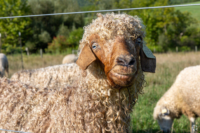 Underhill Farms raise Heritage Leicester Longwool Sheep in Loop.