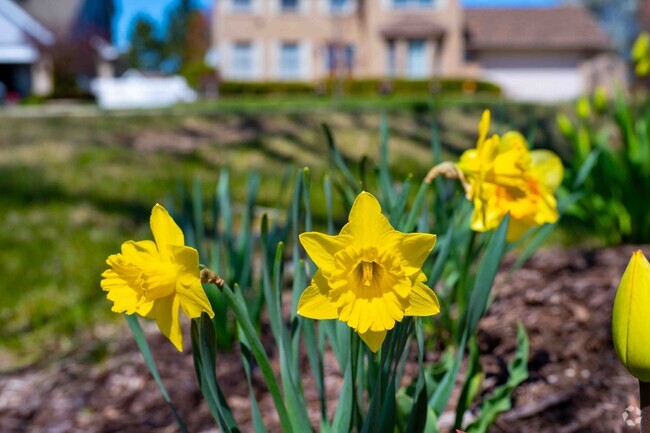 In the Orland Grove area springtime as begun with the beautiful flowers all around.