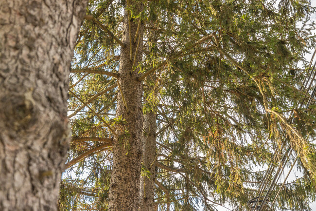 Smell the pines in the air in Plains Township, PA.