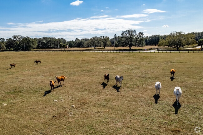 Northwest Ocala is in Marion County, the Horse Capital of the World.
