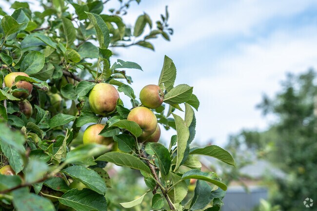Residents can find fresh apples at the Apple Tree Circle Community Garden in Fairmount.