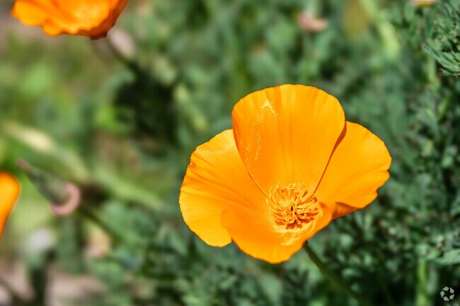 California poppies bloom brightly along the trails in and around Coast District.