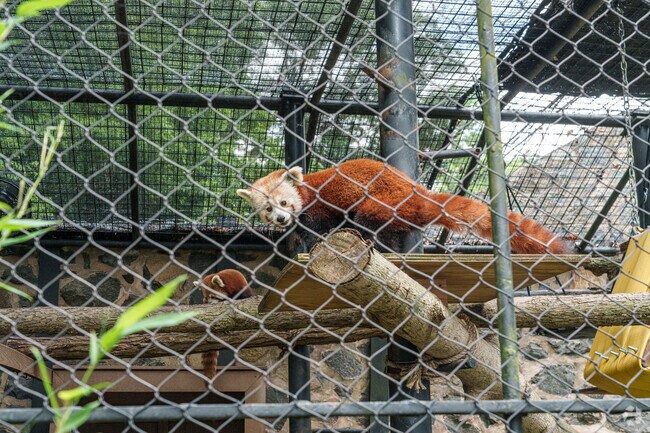 A red panda stops to check out the humans as they stroll through The Brandywine Zoo.